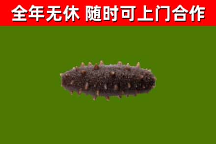锦州回收海参干